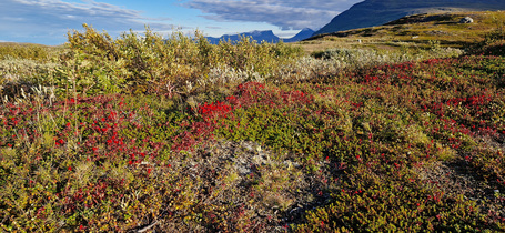 Lisää maaruskaa...